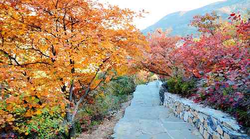 坡峰岭红叶节开幕了吗?坡峰岭红叶最佳观赏时间