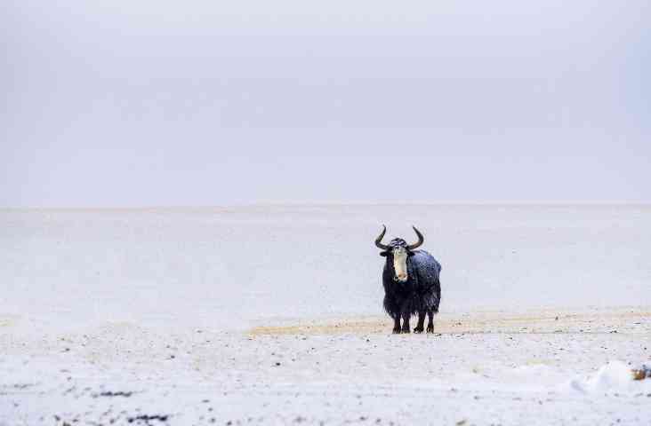 中国四大无人区之一羌塘在哪里?羌塘沿途自然风光欣赏