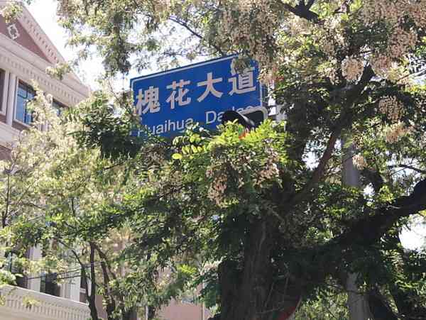 2018大连赏槐会即将开幕,大连进入最美花期