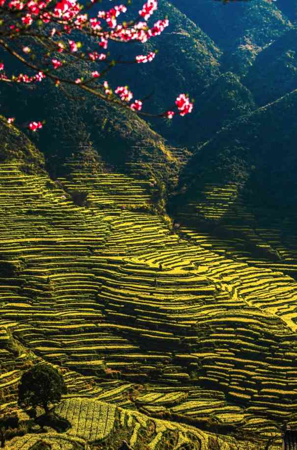 中国茶文化,婺源高山茶