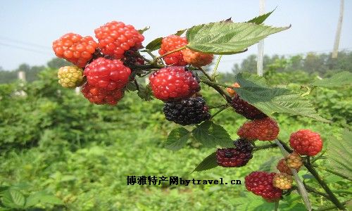 青堆树莓