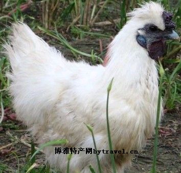 泾阳乌鸡