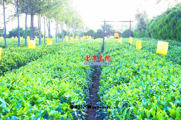 胶南绿茶