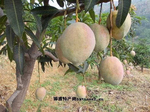盐边金河芒果