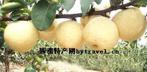 水蜜梨